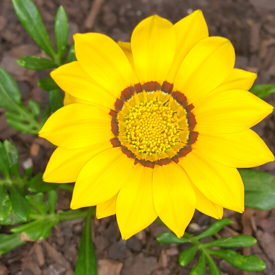 Plant image Gazania 'Kiss Mix'