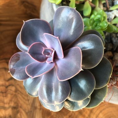 Echeveria 'Perle Von Nurnberg'