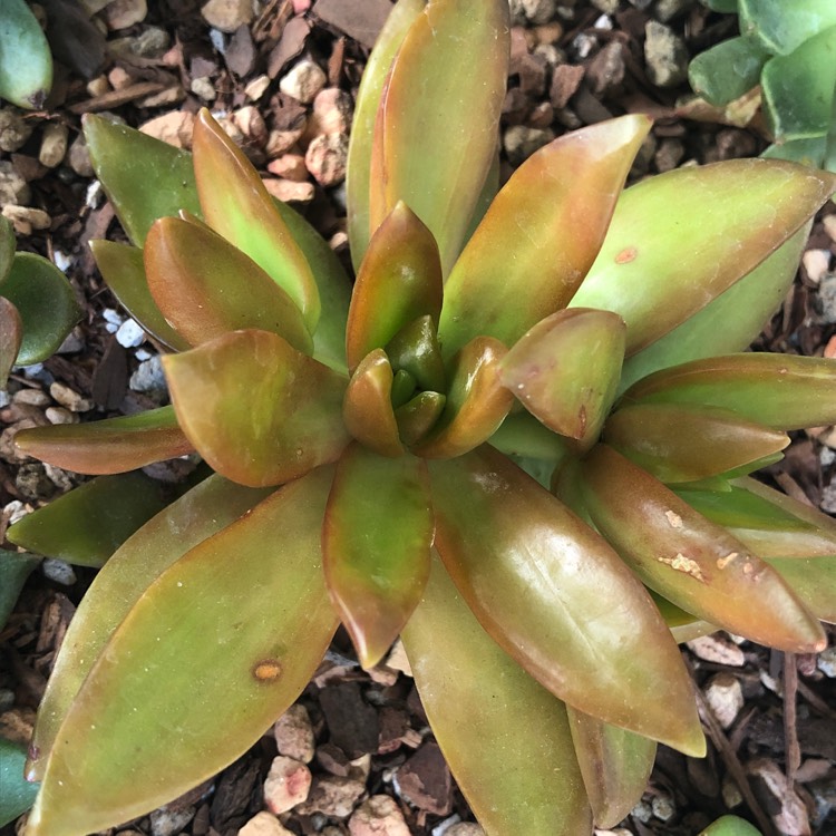 plant image 1377877