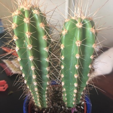 Cereus fernambucensis