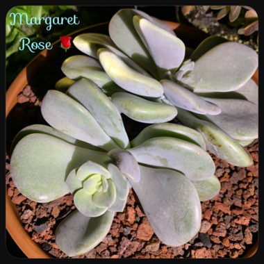 xGraptoveria Margaret Rose