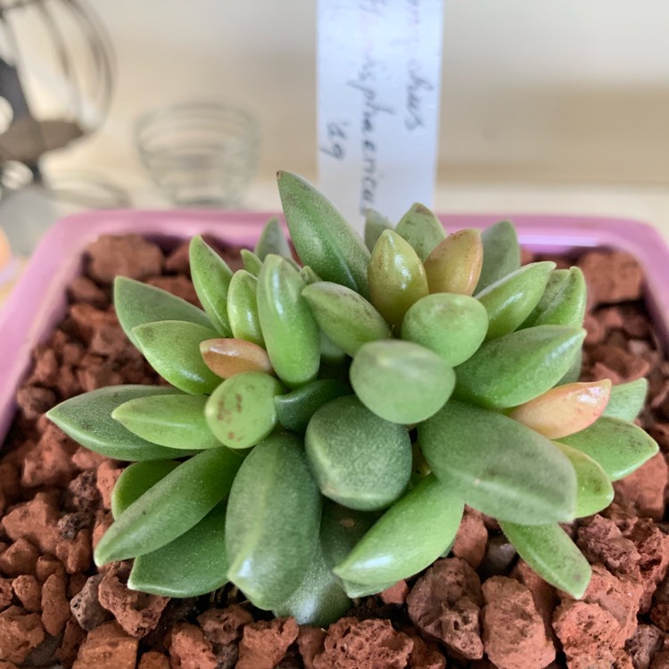 Plant image Adromischus Hemisphaericus