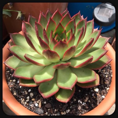 Echeveria Benimusume