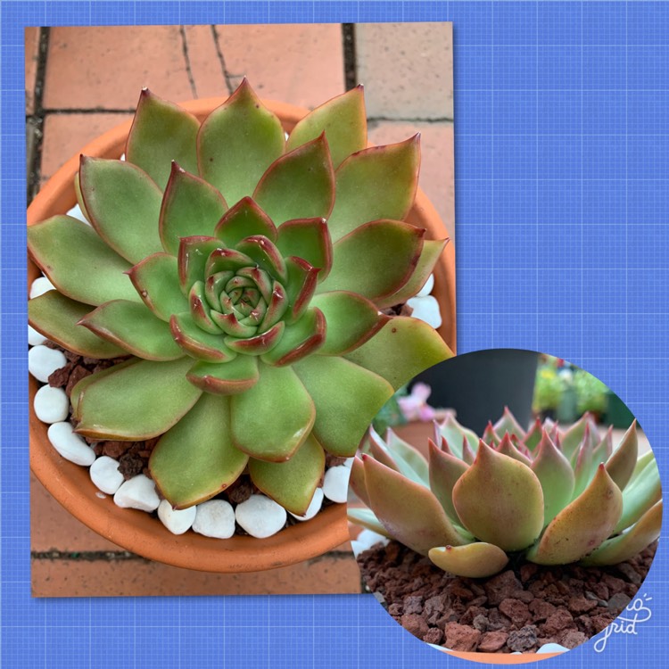 Plant image Echeveria Victor Reiter