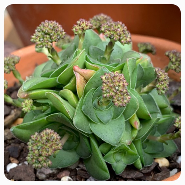 Plant image Crassula socialis