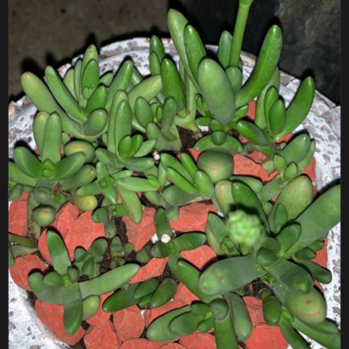 Plant image Crassula nudicaulis var. 'Herrei'