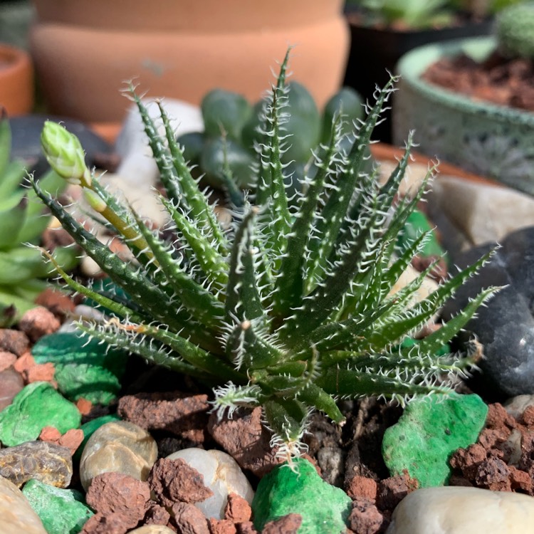 Plant image Aloe haworthioides