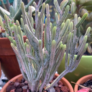 Crassula muscosa var. variegata