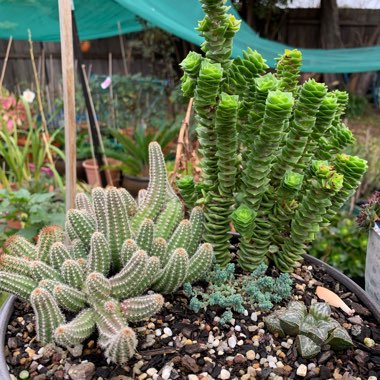 Crassula 'Green Pagoda'