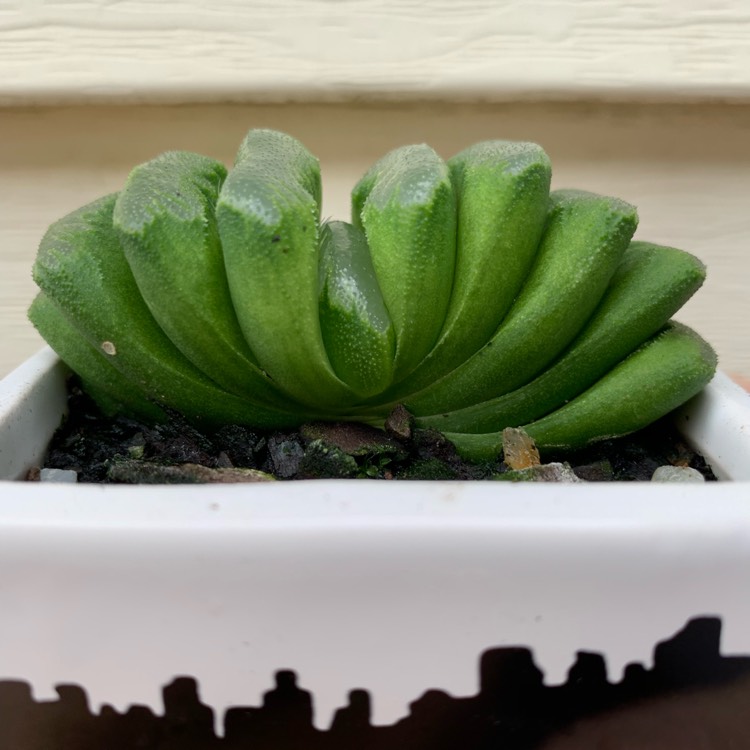 Plant image Haworthia Lime Green