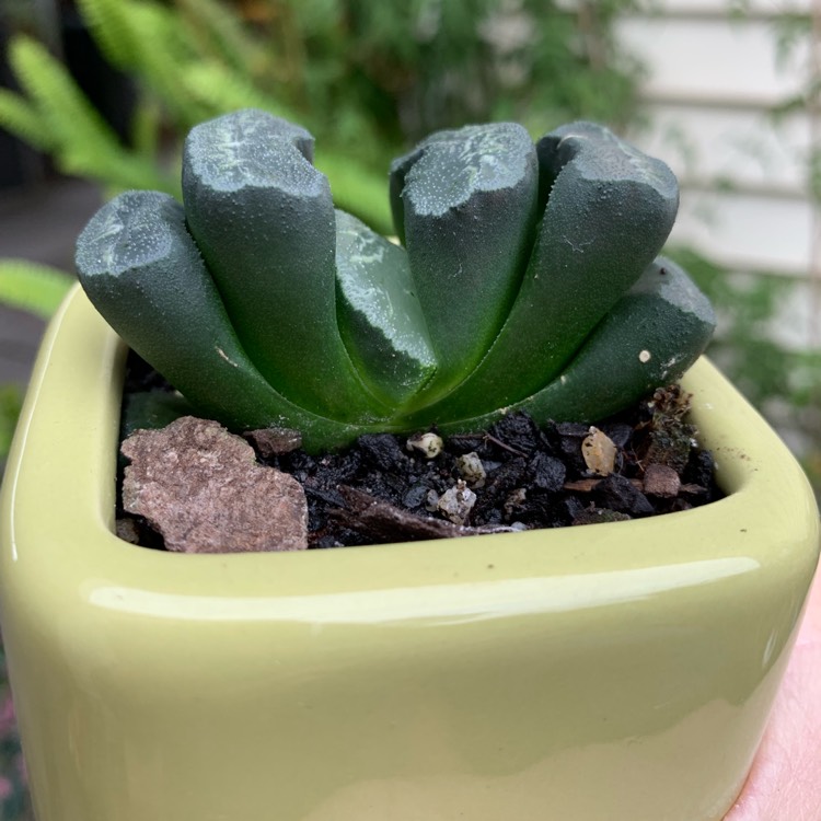 Plant image Haworthia truncata