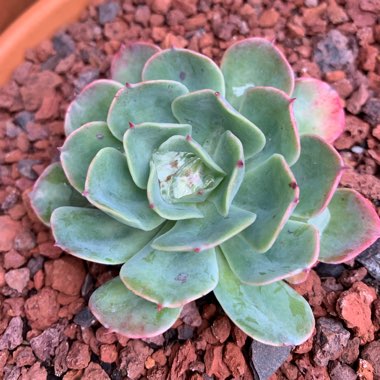 Echeveria Toffee Apple