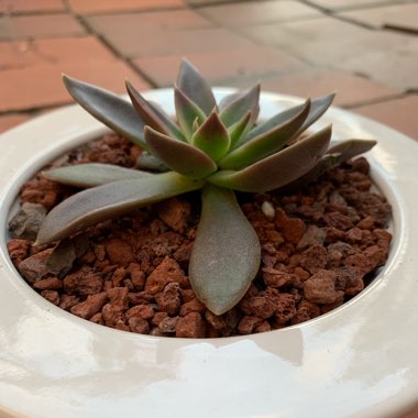 Echeveria Serrana