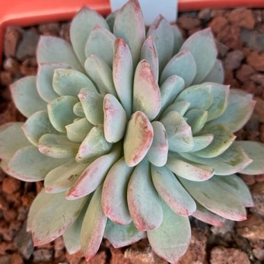 x Pachyveria Scheideckeri