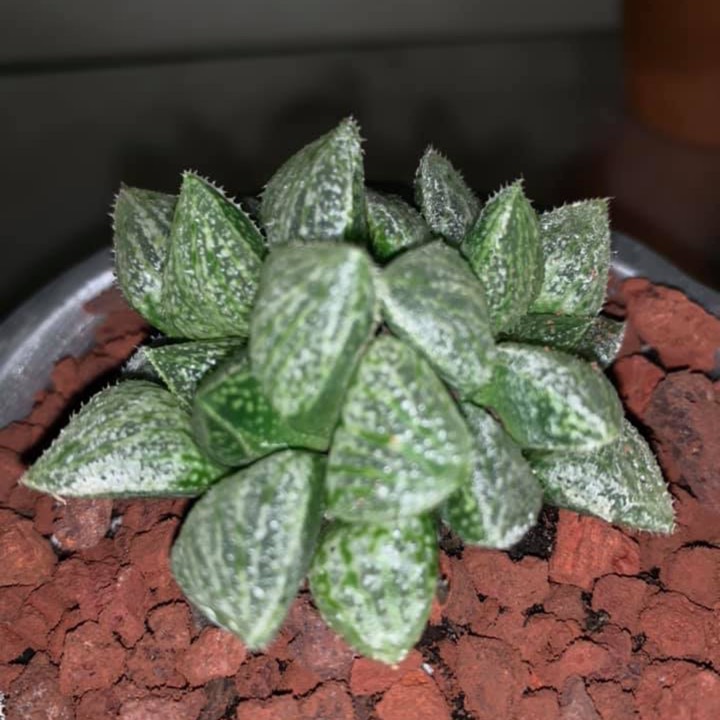 Plant image Haworthia Emelyae cv. Hongshou