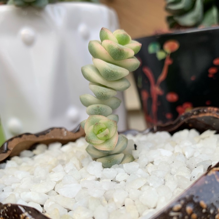 Plant image Crassula Baby's Necklace Variegated