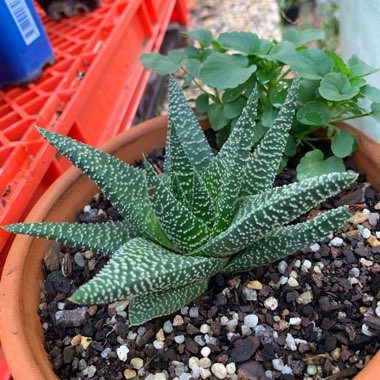 xGasterworthia 'Royal Highness'