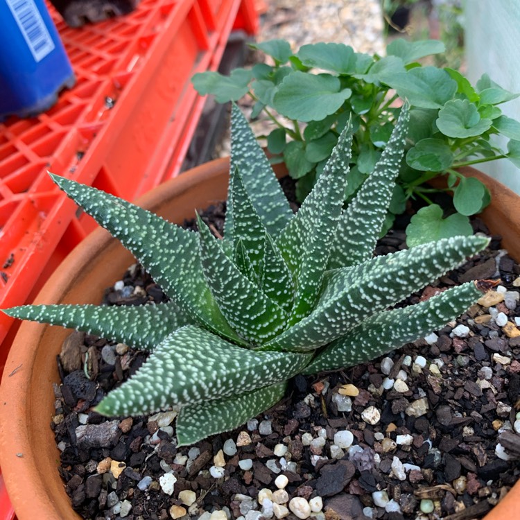 Plant image xGasterworthia 'Royal Highness'