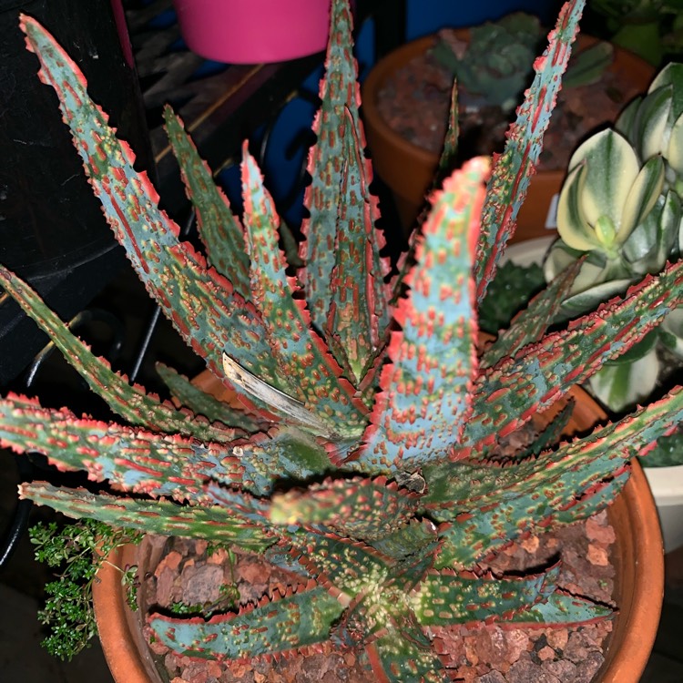 Plant image Aloe Hybrid 'Pike'