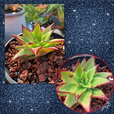 Echeveria Agavoides Red Edge