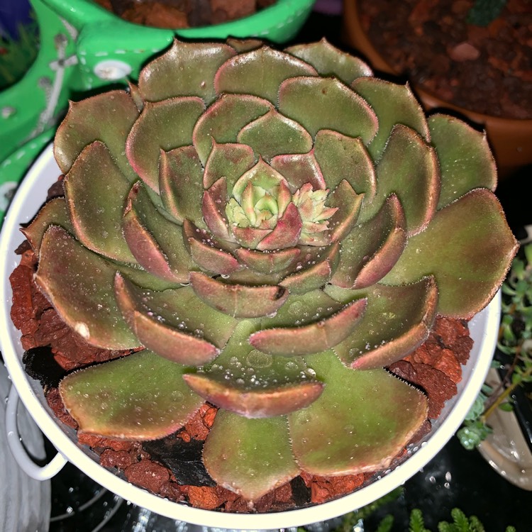 plant image 1142043