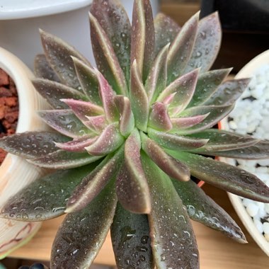 Echeveria Serrana