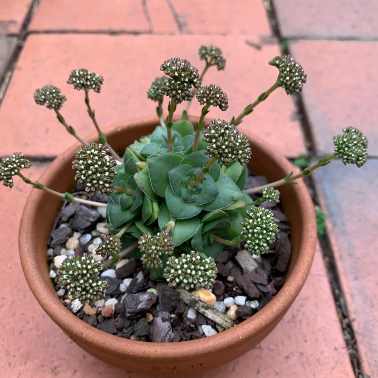 Plant image Crassula socialis