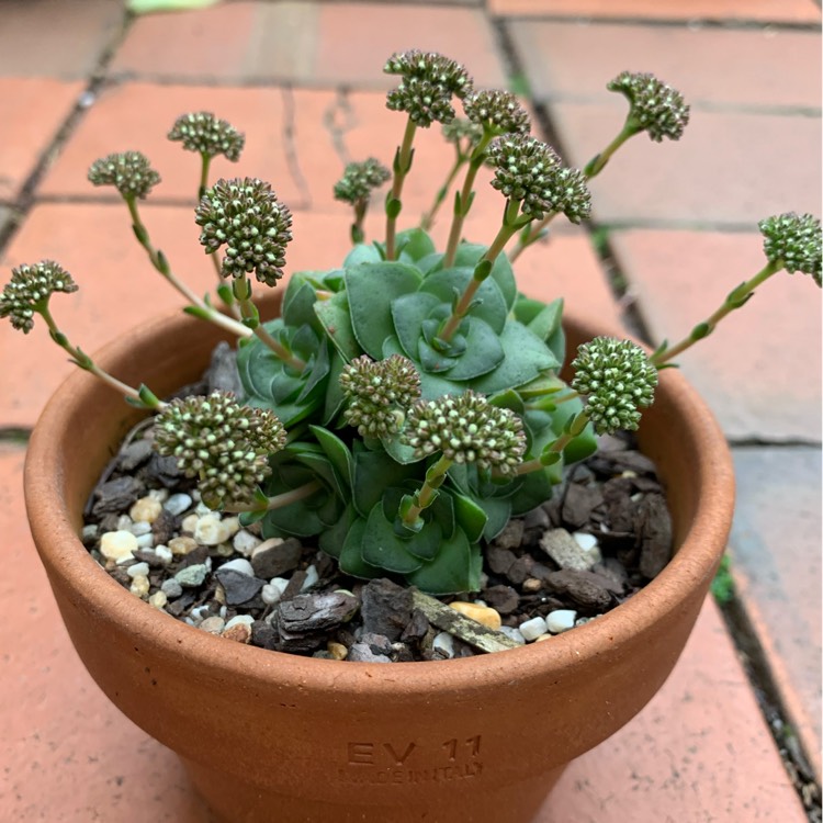 Plant image Crassula socialis