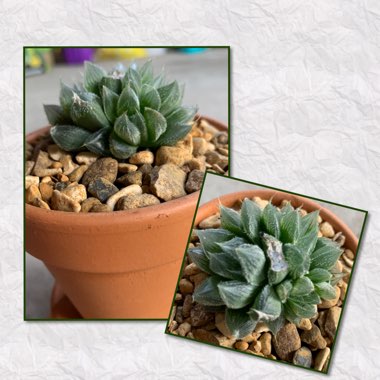 Haworthia Cooperi var. Venusta