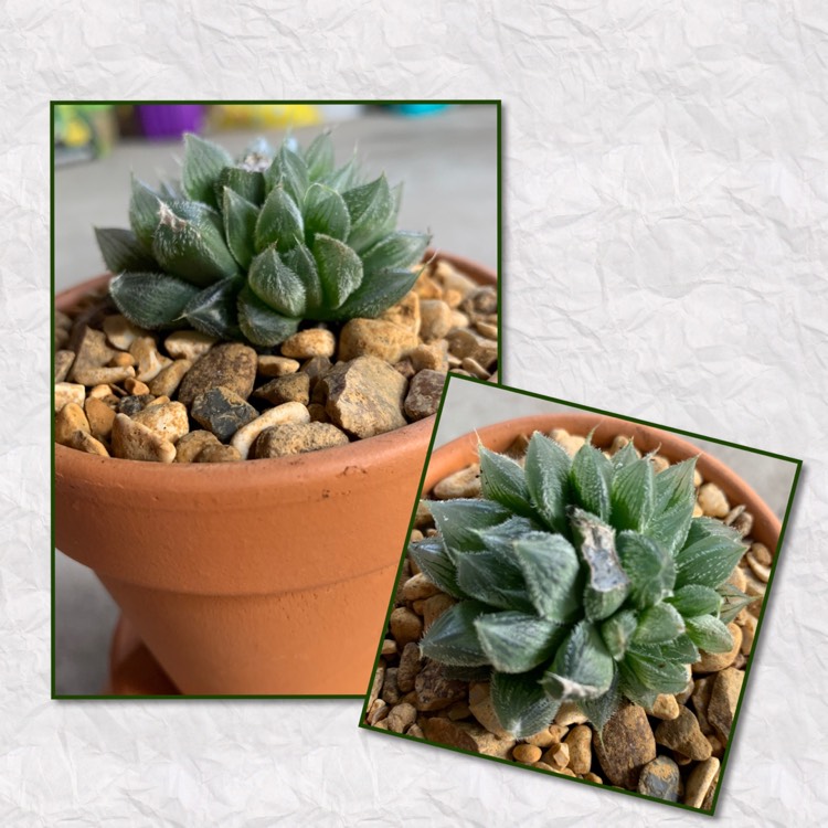 Plant image Haworthia Cooperi var. Venusta