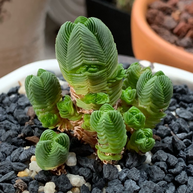 Plant image Crassula quadrangularis syn. Crassula pyramidalis