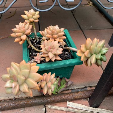 x Graptosedum Bronze