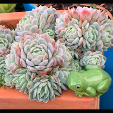 Echeveria Elegans