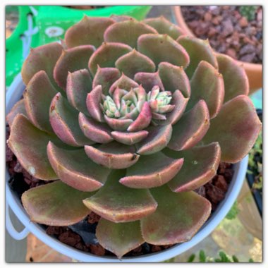 Echeveria Brown Rose