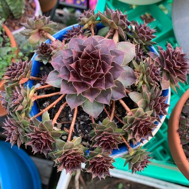 Sempervivum Lioness