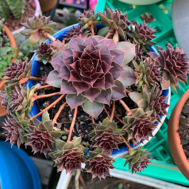 Plant image Sempervivum Lioness