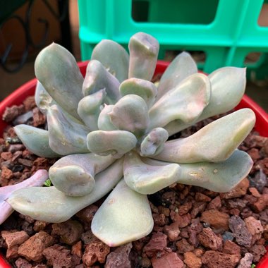 xGraptoveria Topsy Debbi