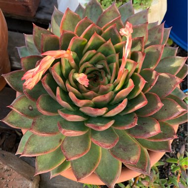 Echeveria Benimusume