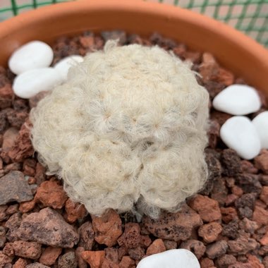 Mammillaria plumosa