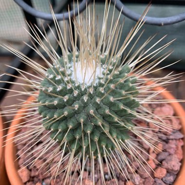 Mammillaria spinosissima 'Un Pico'