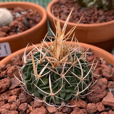 Stenocactus multicostatus syn. Echinofossulocactus multicostatus