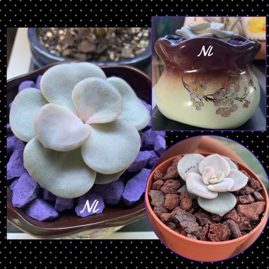 xGraptoveria Margaret Rose