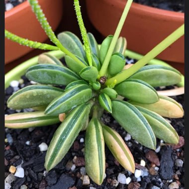 Peperomia asperula X dolabriformis ‘Werner Rauh'