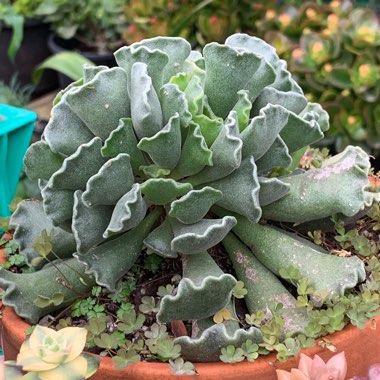 Adromischus cristatus