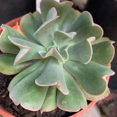 Echeveria Dark Hawk