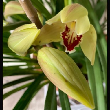 Cymbidium