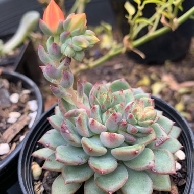 Echeveria Gusto