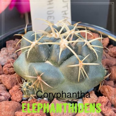 Coryphantha sulcata syn. Mammillaria sulcata