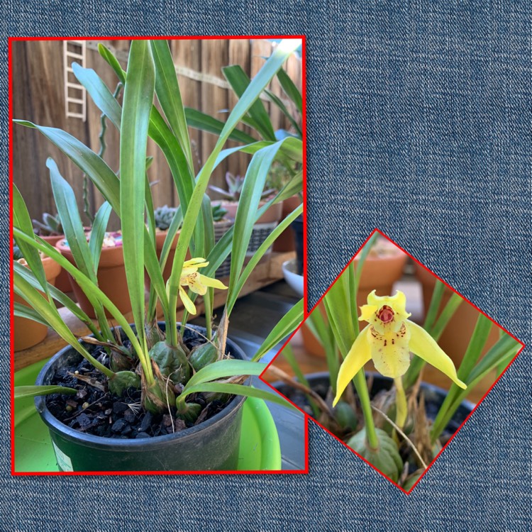 Plant image Maxillaria Variabilis