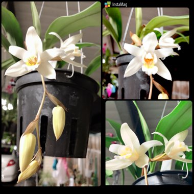 Coelogyne Unchained Melody